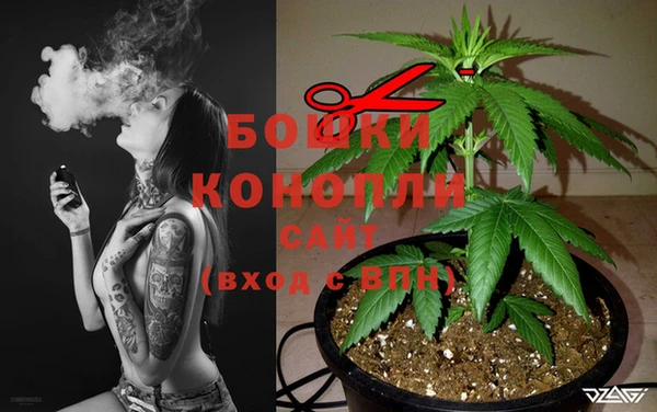 сатива Заволжье